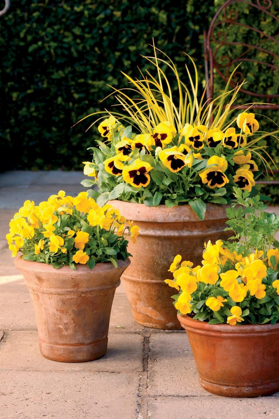 Pansies & Mums