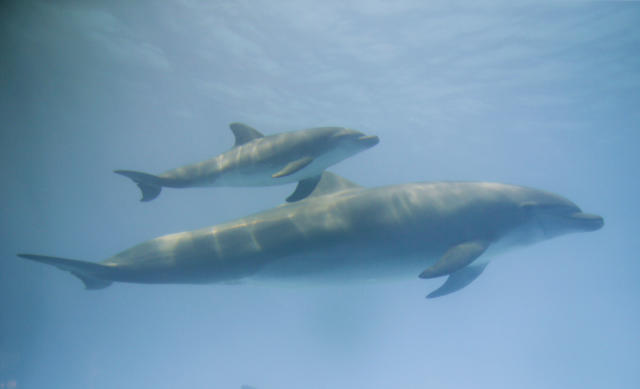 Video shows dolphin attacking trainer during show at Miami