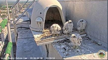 Four male baby peregrine falcons were recently born in the nest on top of the Union County Courthouse Tower in Elizabeth.