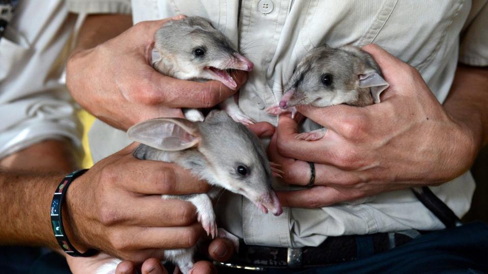 Ein Trio Bilby-Babys. Die seltenen   Kaninchennasenbeutler kommen nur in Australien vor.