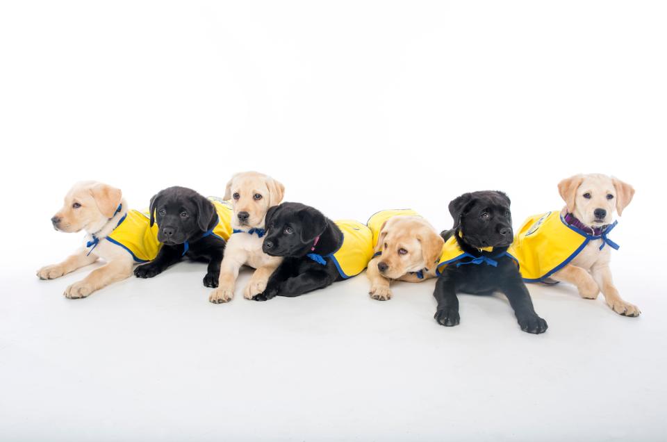 puppies labradors