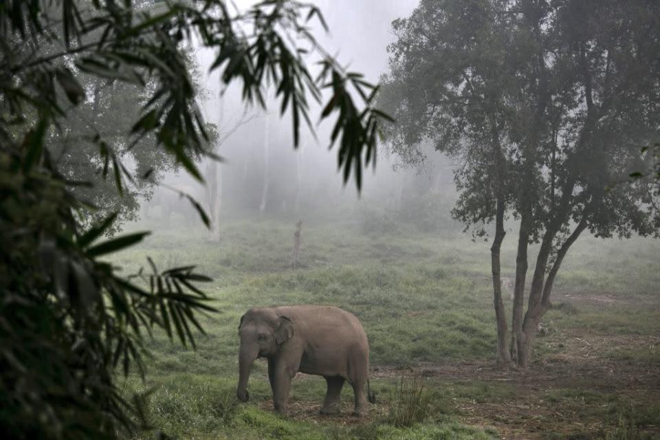 A Thai elephant walks in the jungle in the early morning fog at an elephant camp at the Anantara Golden Triangle resort in Golden Triangle, northern Thailand.