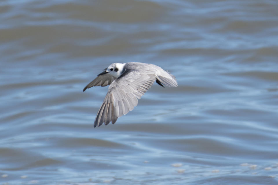 In an average year, only Black Terns are typically spotted, but on the day this photo was taken in Donkin, Cape Breton, N.S., more than 20 were seen. (Steven McGrath)