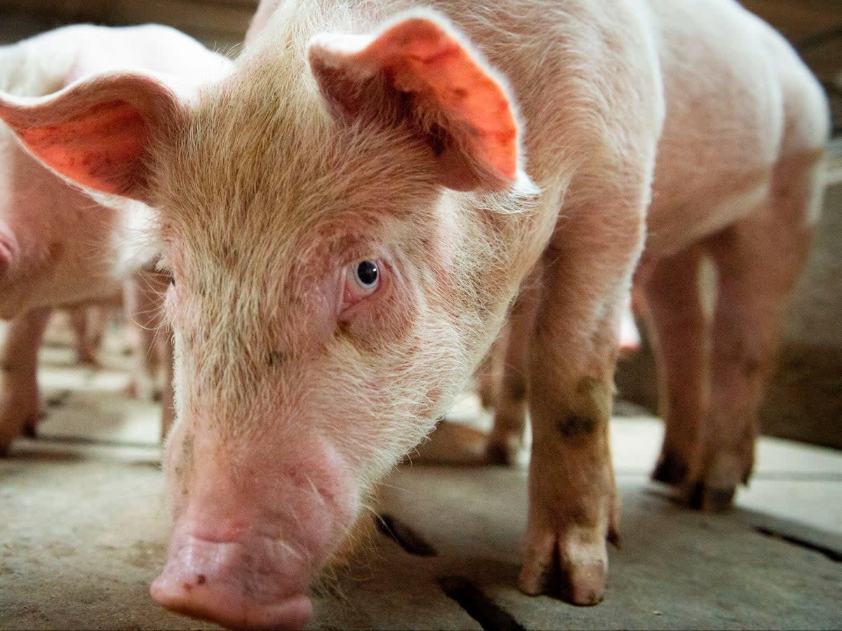 The UK government formally recognises that pigs are sentient beings (AFP via Getty Images)