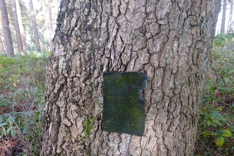 One of the 'scented carpets' found over Cannock Chase