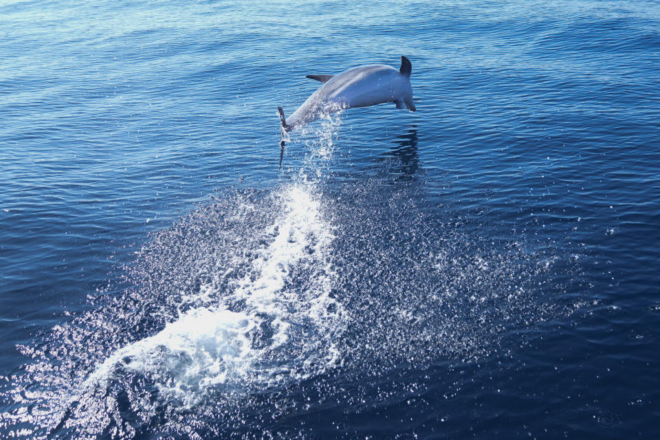 Un delfín mular sale del agua frente a las costas de Niteroi durante una excursión de avistamiento de ballenas en Niteroi, en el estado de Río de Janeiro, Brasil, el jueves 20 de junio de 2024. (AP Foto/Silvia Izquierdo)