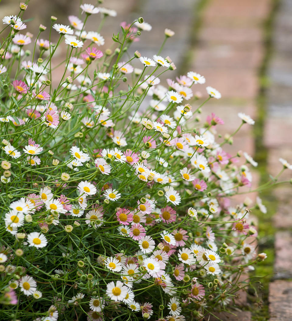 3. Erigeron karvinskianus