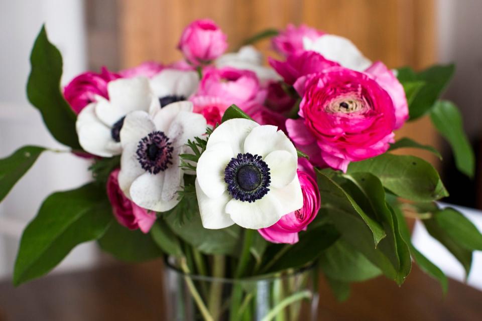 Anemone flowers in vase