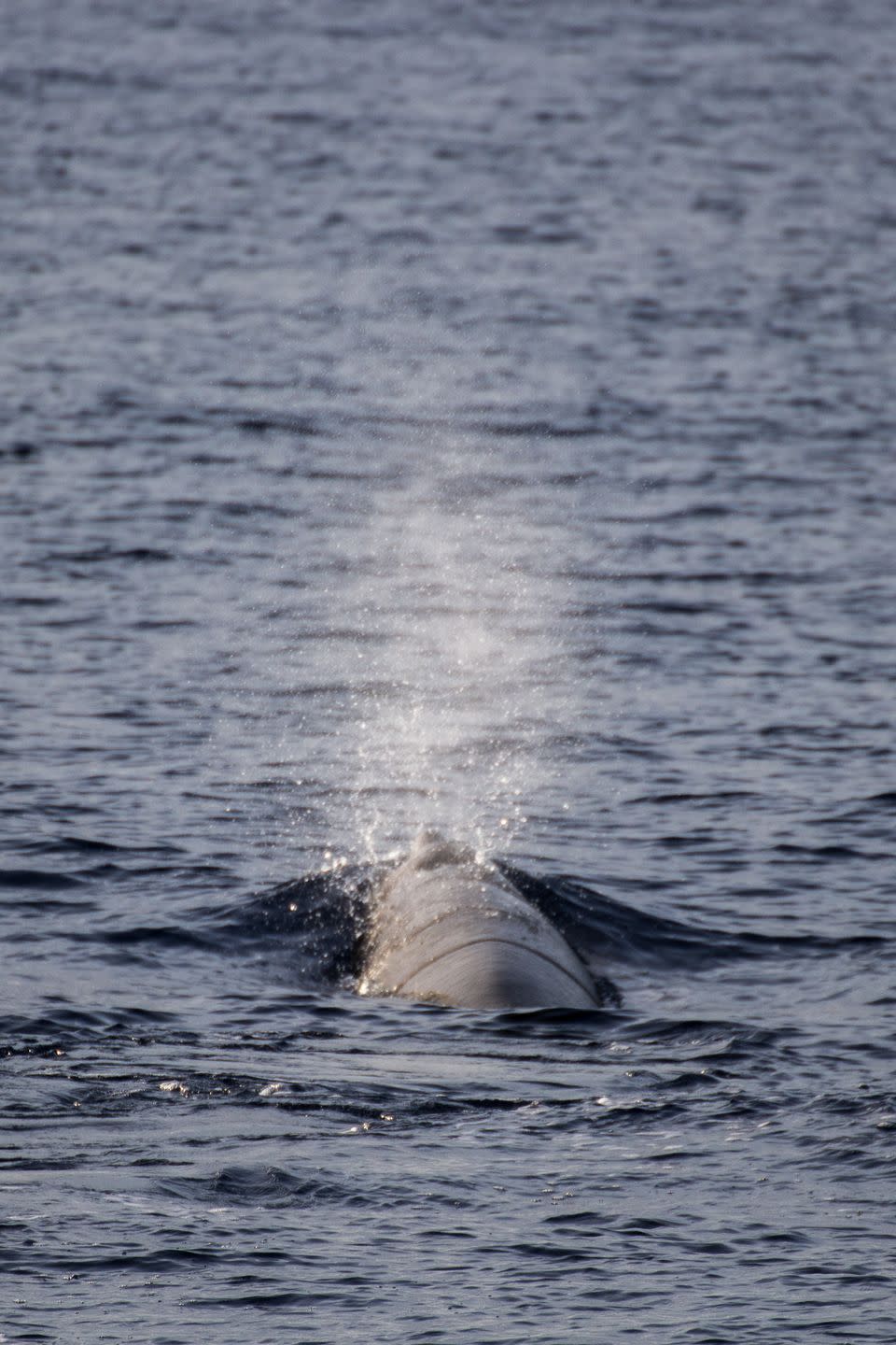 44) Beaked whales collapse their lungs before deep dives