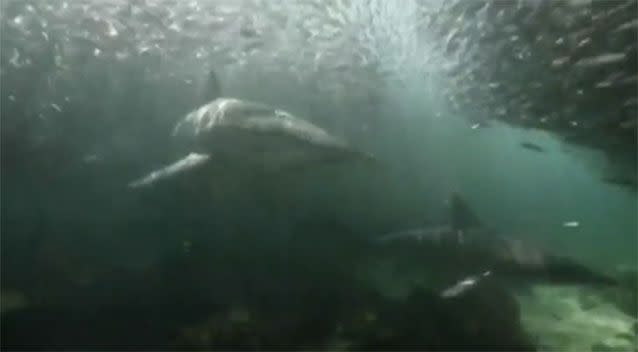 The diver said he never felt unsafe amongst the sharks. Source: 7 News/Terra Australis