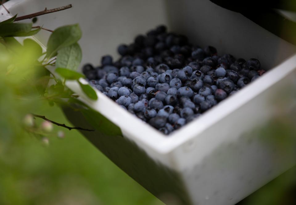Blueberries are a wonderful antioxidant food that many doctors who deal with gut health recommend as a breakfast food.