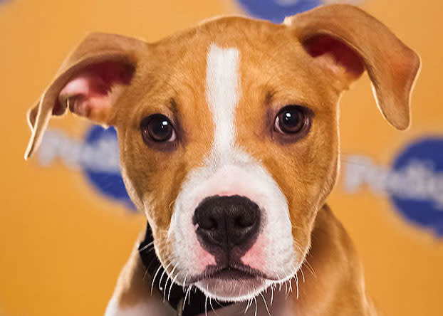 Cash, a 15-week-old pit bull, loves belly rubs. (Photo by Keith Barraclough/DCL)