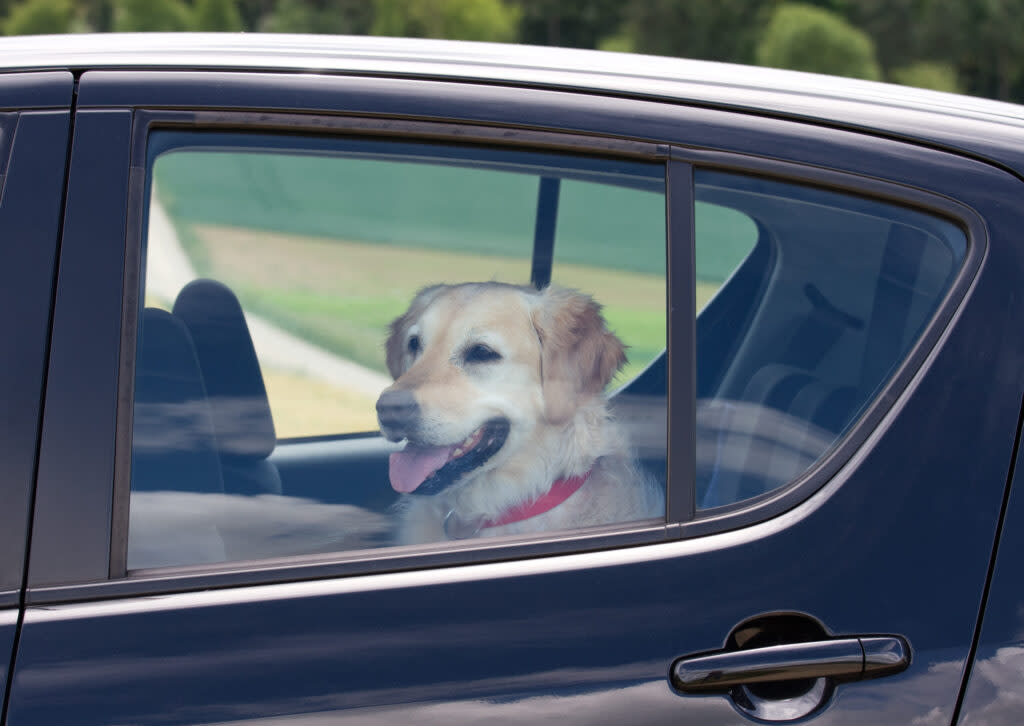 a dog looks out the window from the backseat of a car