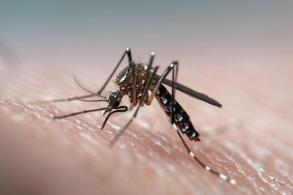 Aedes aegypti (dengue, zika, yellow fever mosquito) biting human skin, frontal view