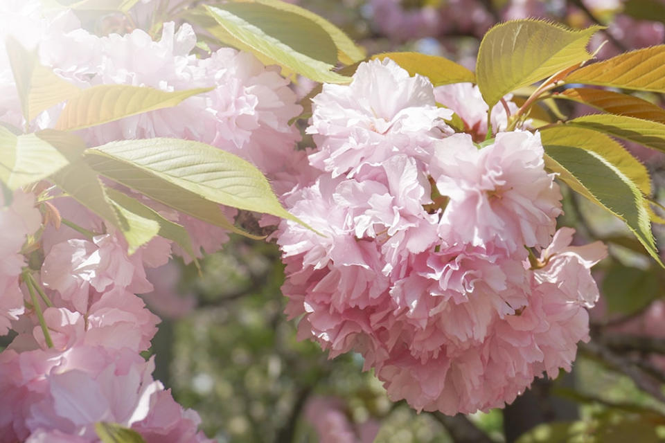 櫻花（Image Source : Getty Creative/iStockphoto）