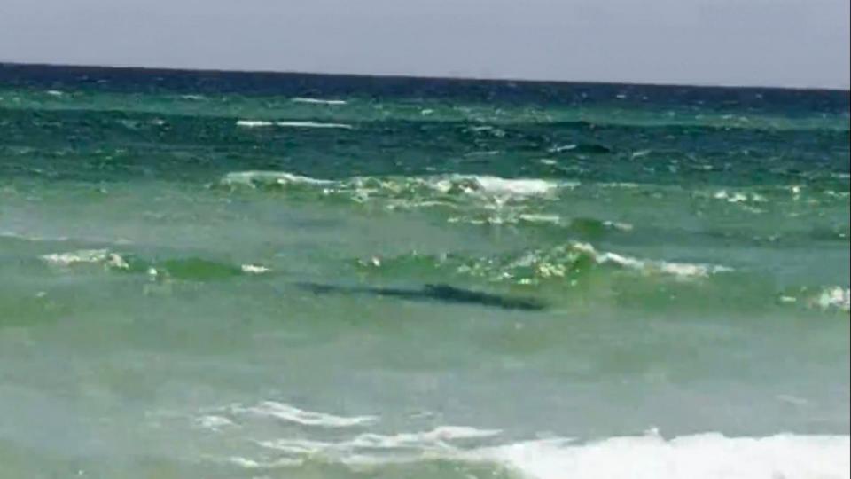 PHOTO: A shark is seen in the waters of Watersound Beach in Florida, June 7, 2024, shortly after an attack. (Barrett Grant)