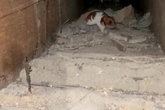 Houdini the hamster is discovered - living under the floorboards