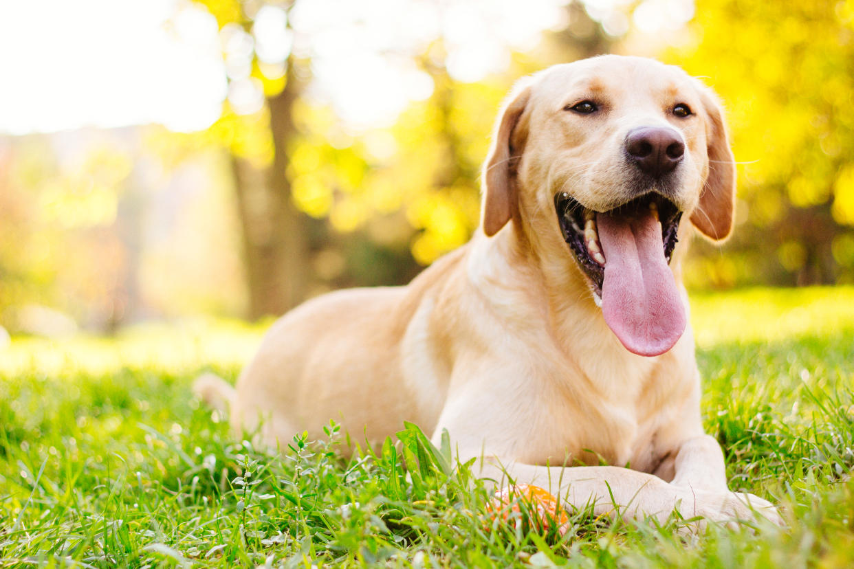 Labradors take the top spot. [Photo: Getty]