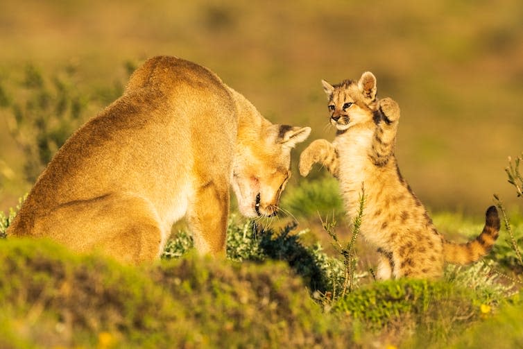 A puma club playing with a larger puma.