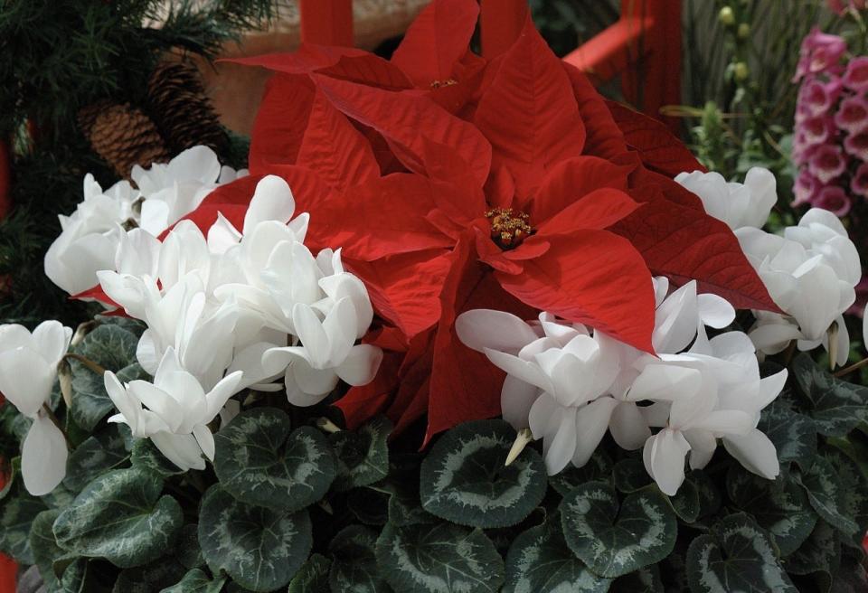 Cyclamen, another favorite Christmas plant, looks breathtaking when clustered around a poinsettia.