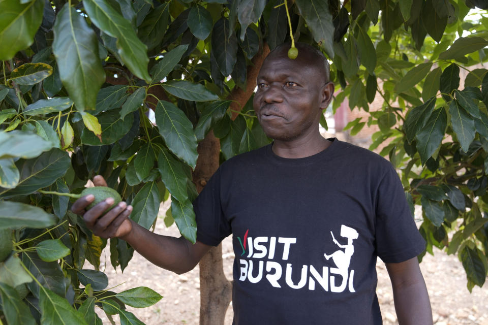 Ferdinand Habimana, vice-president of the administrative board for Green Gold Burundi, stands under an avocado tree in Kayanza province, Burundi, Sept. 18, 2024. (AP Photo/Brian Inganga)