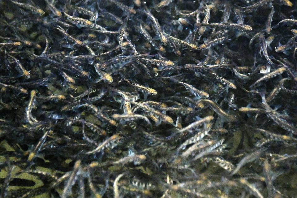 Hundreds of thousands of trout minnows swim in tanks in a building at the Bobby N. Setzer State Fish Hatchery in the Pisgah National Forest on Wednesday, March 21, 2018.