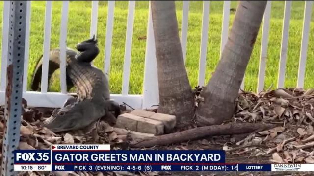 Watch: Florida man records alligator's struggle to get through fence