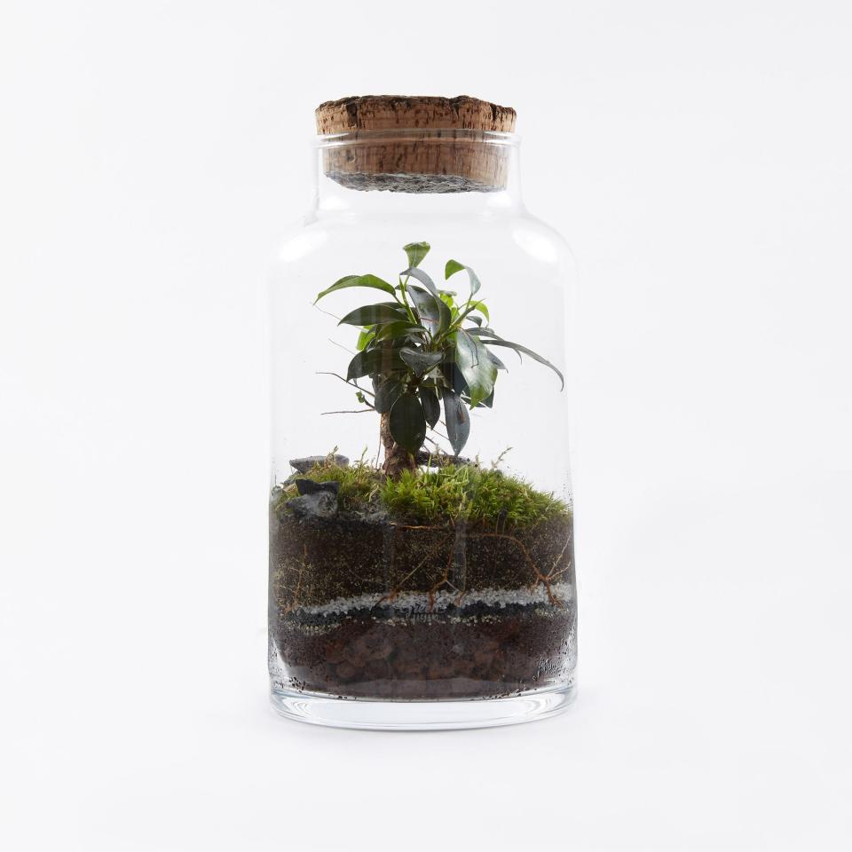 Green Factory Garden Terrarium (£68)