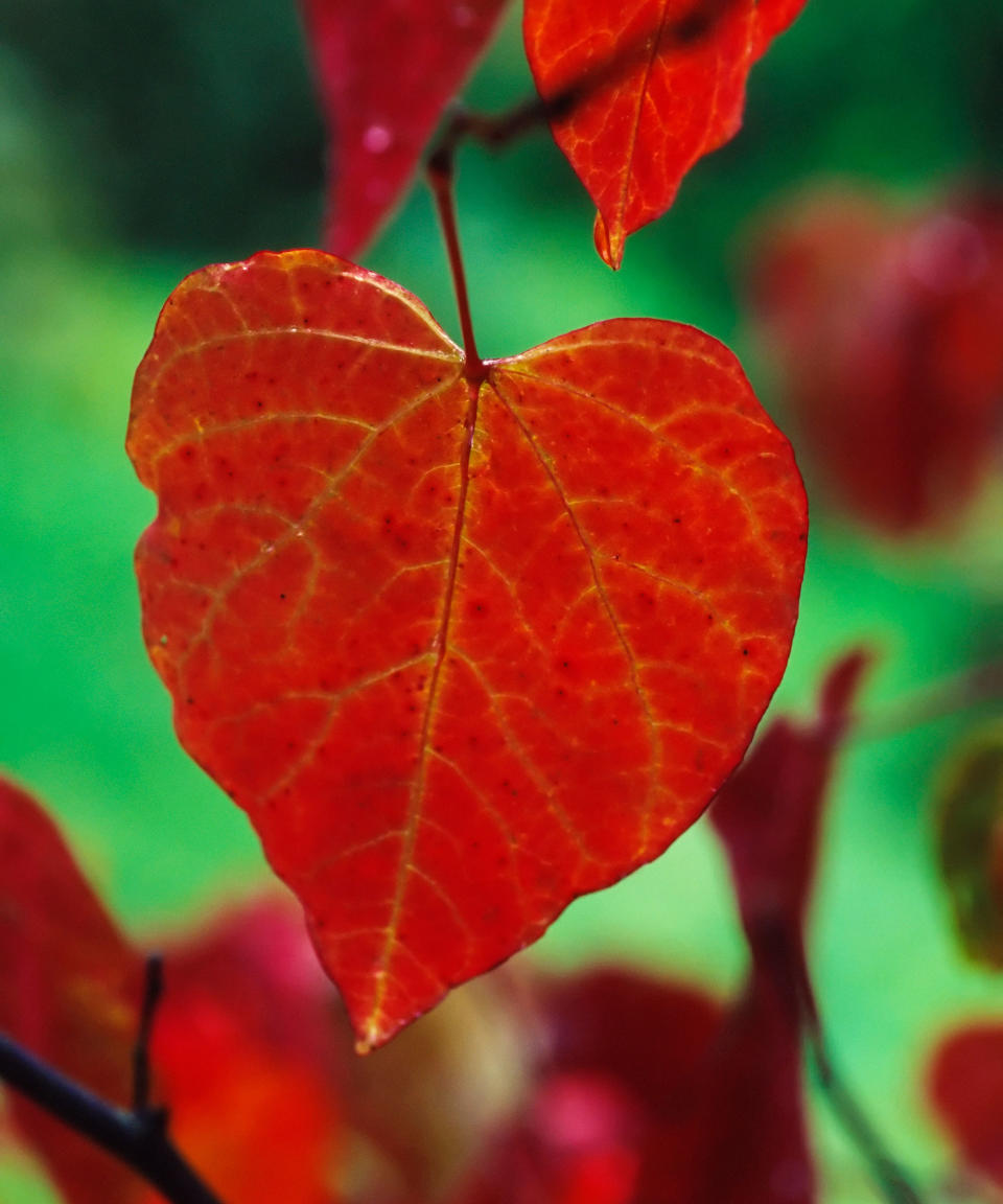 9. Cercis canadensis 'Forest Pansy'