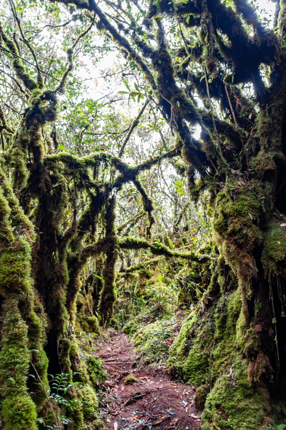 Moss covered trees