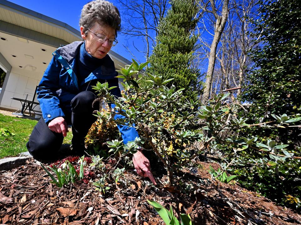 Donna Rose's butterfly bush never dropped its leaves over the winter.