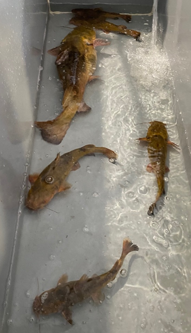 DNR caught these flathead using an electronic fishing method while sampling the Ogeechee River earlier this year.