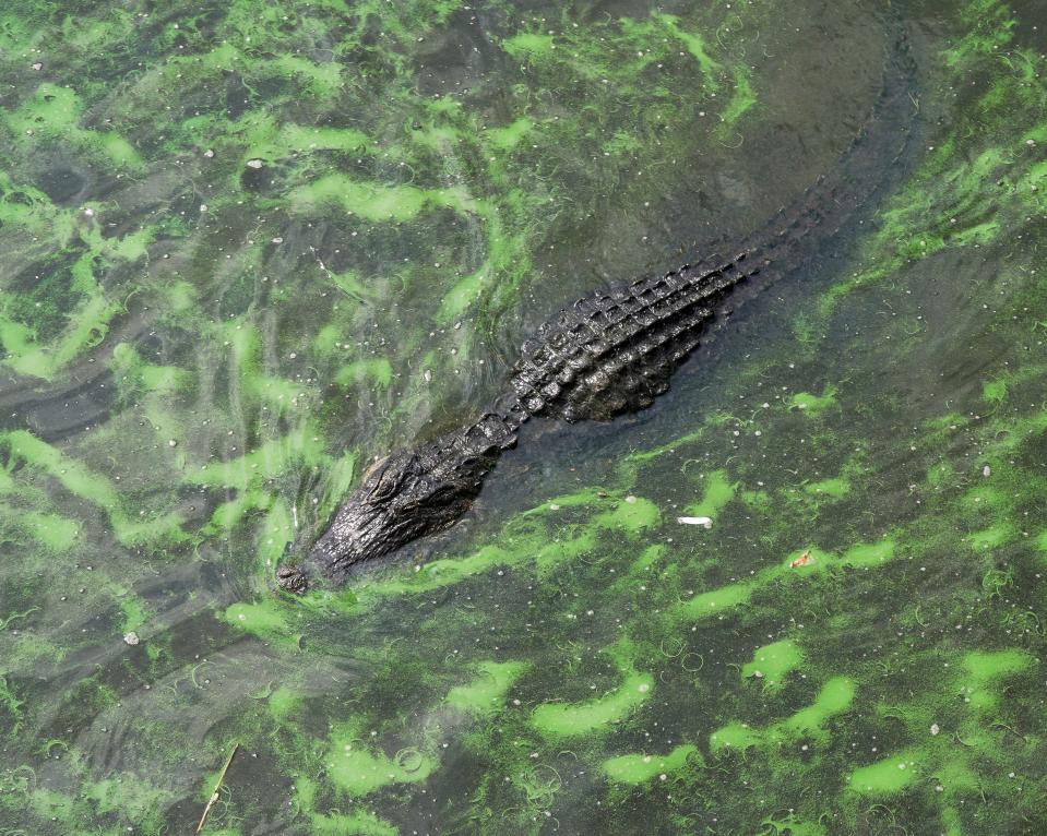 Lake Okeechobee water coated in cyanobacteria, or 