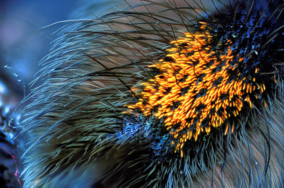 Spider photographer has a fetish for feet … all eight of them