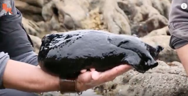 Man picks up giant sea slug california