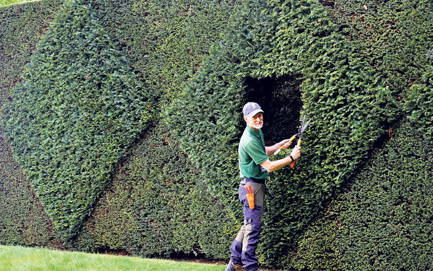 topiary gardening trends how to - Clara Molden