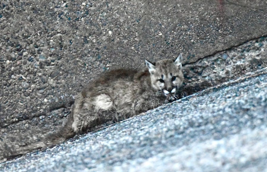 This mountain lion wouldn't hold the rope and instead ran to where the spillway connected to Los Pinos River.