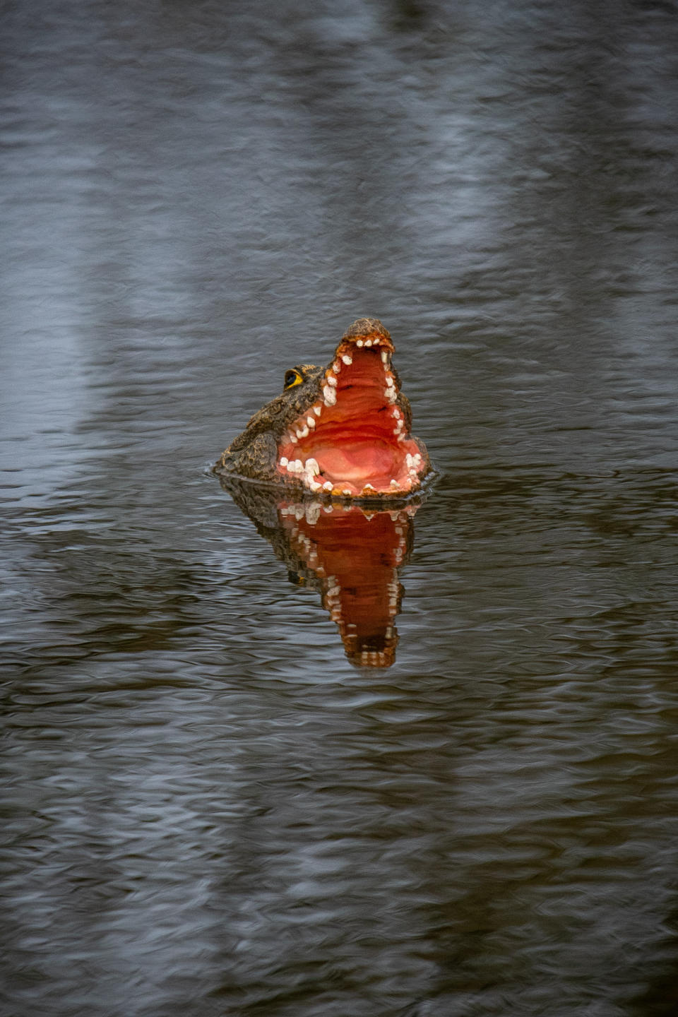 A village has been left bemused over rogue wildlife in the local pond following the mysterious appearance of an alligator