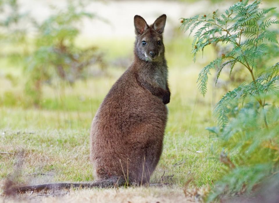 A wallaby trying out Virgo’s signature side-eye. phototrip.cz – stock.adobe.com