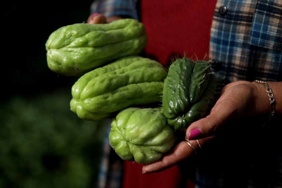 Ana Miguel holds chayote from the garden she maintains.