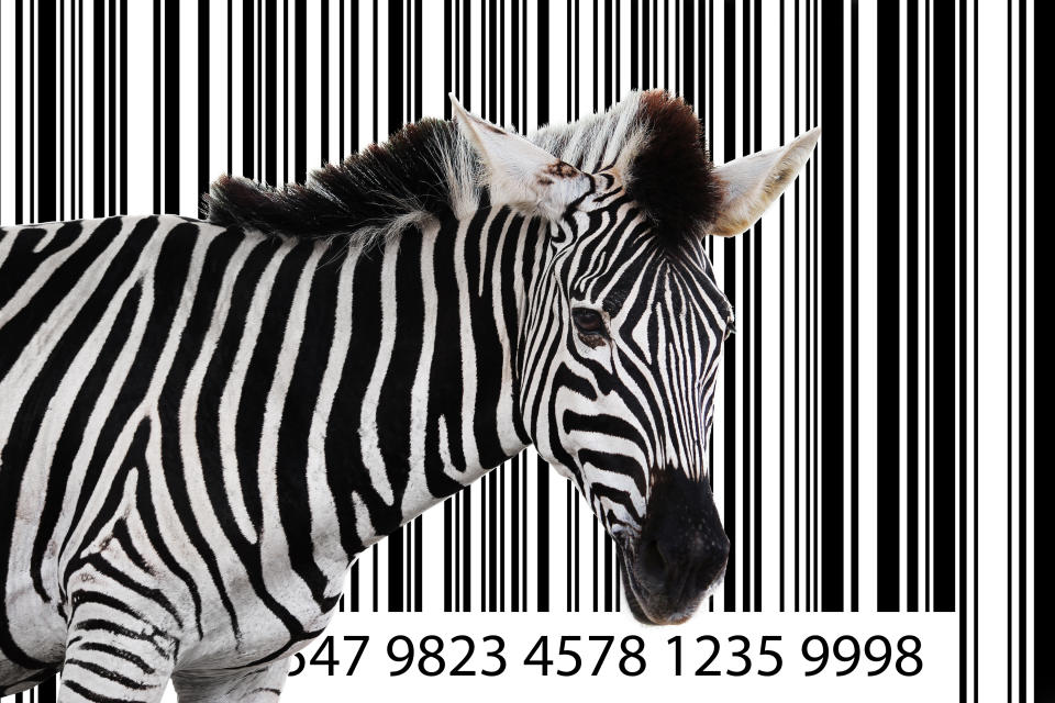 Zebra standing in front of a large bar code