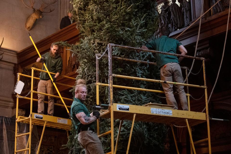 Scenes as the Biltmore’s 35-foot fir tree is installed in the dining room November 2, 2022.