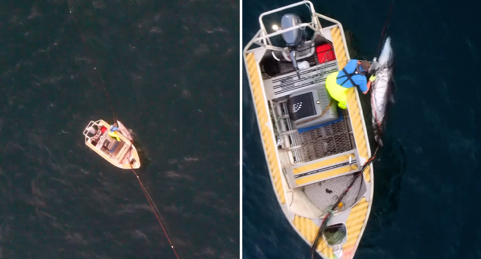 Two images (one close, the other far away) of a boat next to the shark killed in the shark nets.