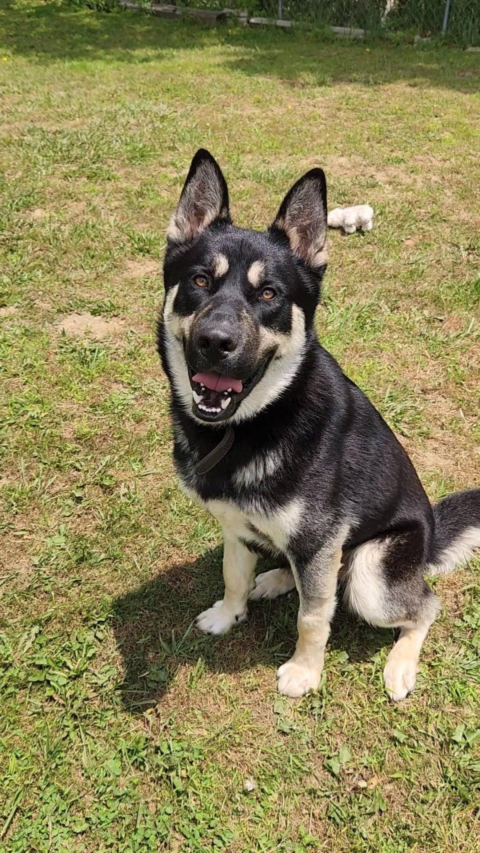 According to outgoing director Angela Davis, the Madison County Animal Services shelter has 18 dog kennels. One of the dogs currently housed at the shelter is Colby, a German Shepherd/husky mix.