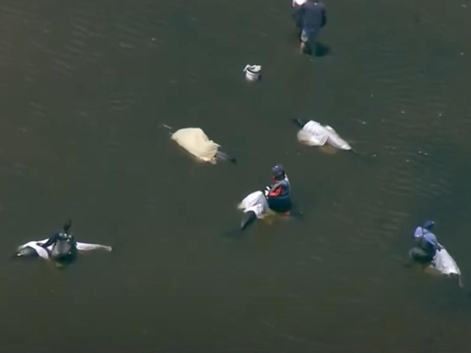 Rescuers assist stranded dolphins caught off the coast of Cape Cod. Approximately 125 dolphins were stranded in late June, but rescuers managed to save all but 13 of the animals (screengrab/WCVB5)