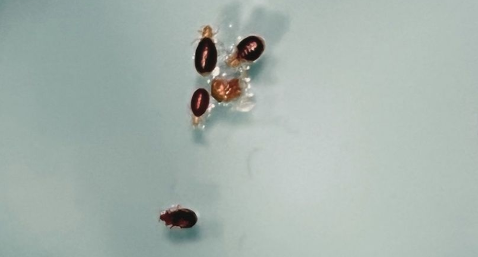 Photos of the insects Monica Robertson claims are bed bugs, which she said she found in her room. 