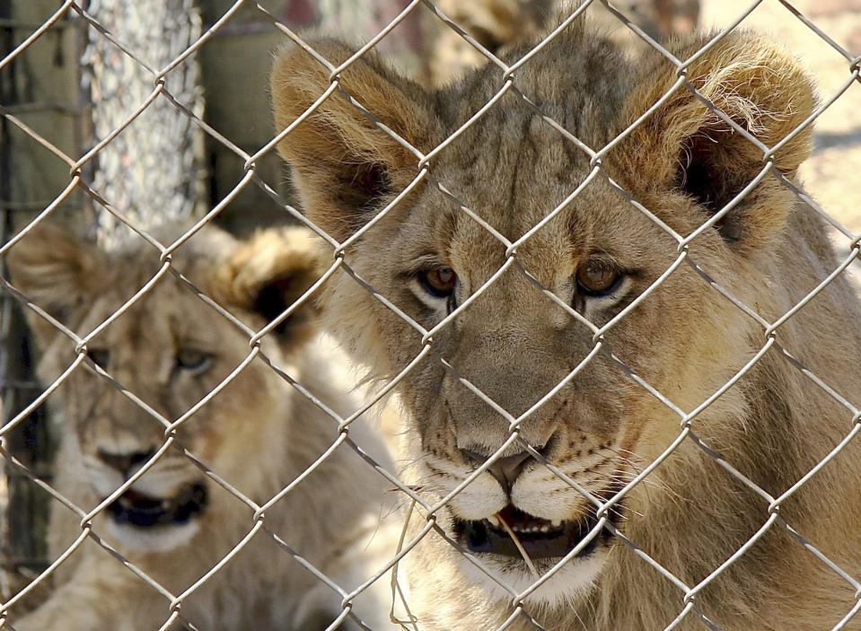 In this photo supplied by Blood Lions a couple of sub adult lions are held at a captive tourism facility in South Africa Sept 9, 2019. South Africa said Thursday May 6, 2021, it will end its captive lion industry in a major move for conservation that will outlaw the heavily criticised "canned hunting" of the big cats and sale of their bones. (Pippa Henkinson / Blood Lions via AP)