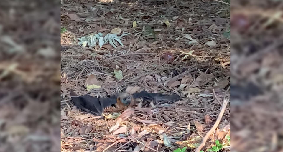 The 'distressed' flying fox can be seen on the ground surrounded by leaves and twigs.