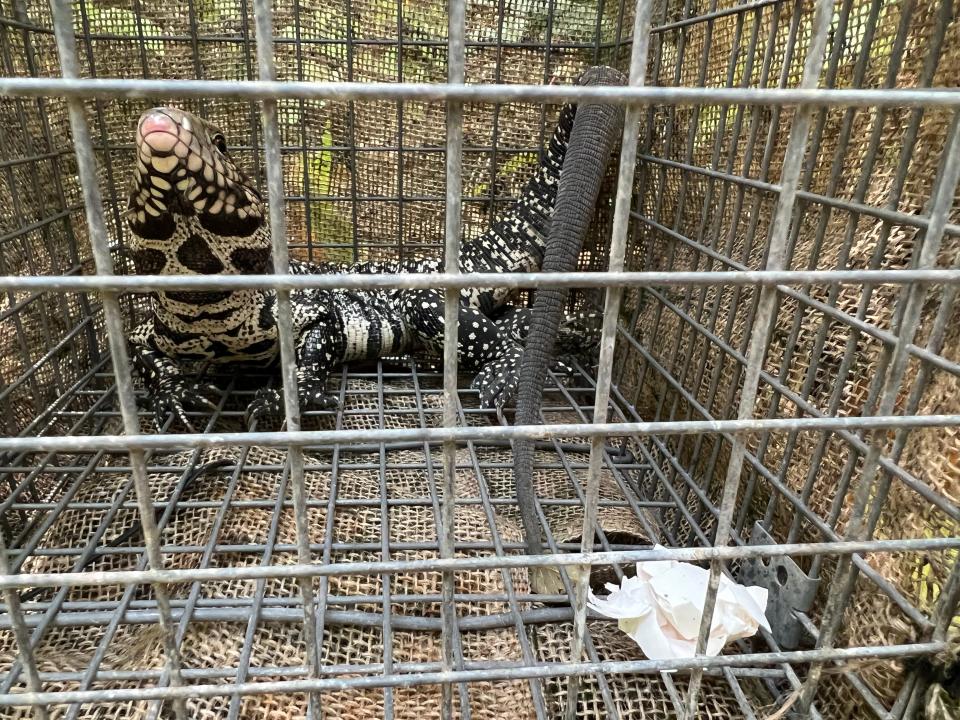 Black and white lizard in a cage.