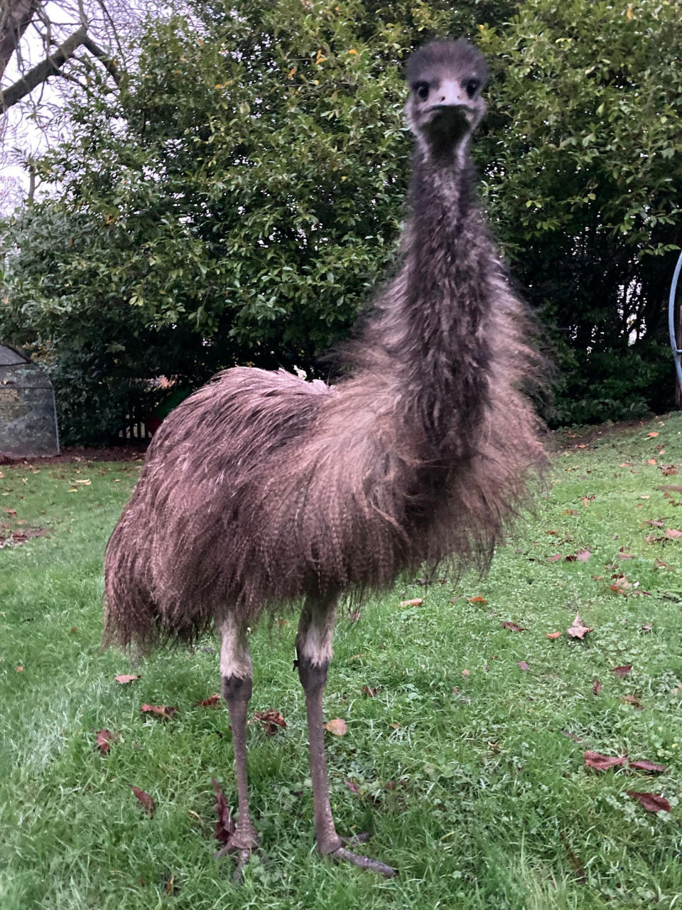 Owner Jon Cardy, 54, was forced to cut his holiday short after Rodney jumped the fence at his home in Chedburgh, Suffolk, in the middle of the night. (SWNS)